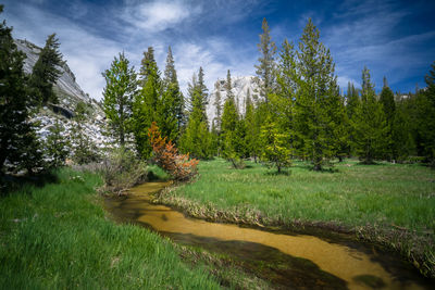 Scenic view of swamp by trees against sky