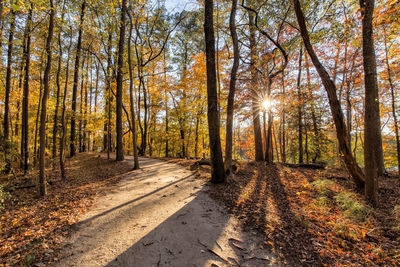 Trees in forest during autumn