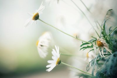 Close-up of white flowering plant