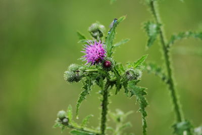 Close-up of insect on purple flowering plant