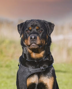 Close-up of black dog