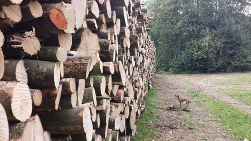 Stack of logs on field