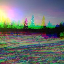 Trees on grassy field