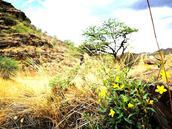 Plants growing on landscape against sky