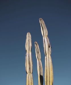 Low angle view of succulent plant against clear blue sky