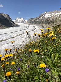 Yellow flowers on snow covered land