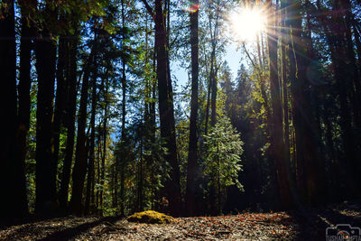 Sunlight streaming through trees in forest against bright sun