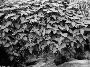 Close-up of leaves