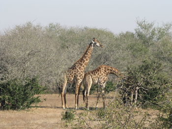 View of two horses on land