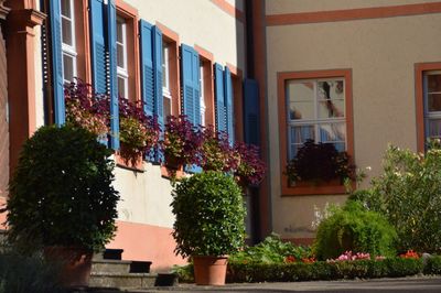 Potted plants by window in building