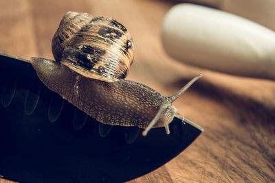 Close-up of snail