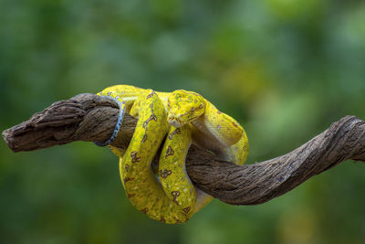 Close-up of yellow phyton snake