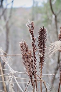 Dry brown ferns