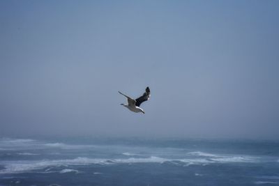 Bird flying over sea against sky