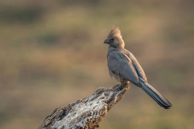 Close-up of bird perching on branch