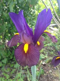 Close-up of purple flowers
