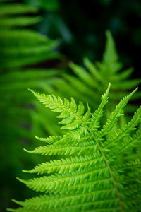 Close-up of fern leaves