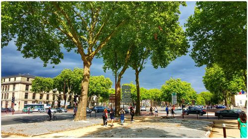 Trees in park