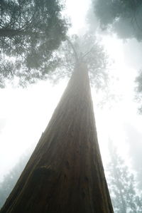 Low angle view of tree against sky