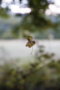 Close-up of wilted plant