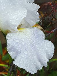 Close-up of raindrops on white flower