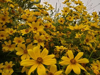 Close-up of yellow flowering plants in park