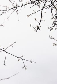 Low angle view of silhouette birds flying against clear sky