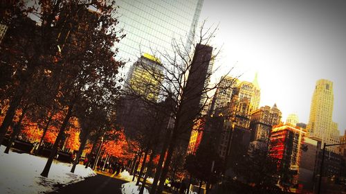 Trees in city against sky