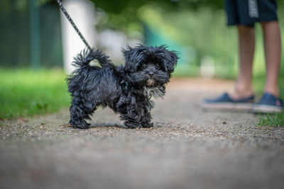 Low section of person with dog walking on street