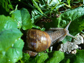 Close-up of snail on leaves