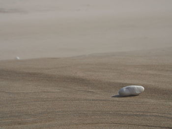 Close-up of seashell on beach