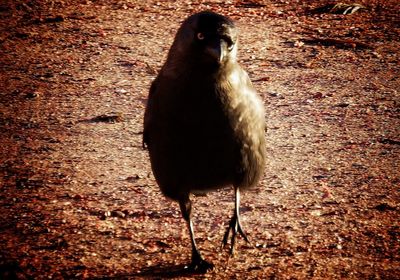 Close-up of bird perching on field