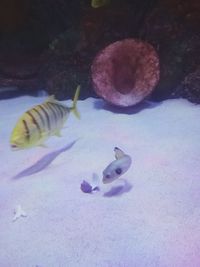 Close-up of fish swimming in aquarium