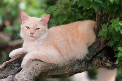 Close-up portrait of a cat