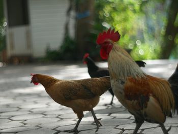 Close-up of rooster