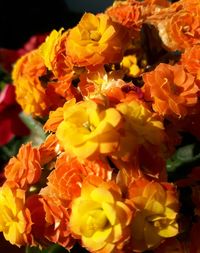 Close-up of marigold flowers blooming outdoors