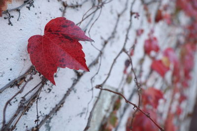 Close-up of red maple leaves on tree during winter