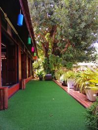 Potted plants in lawn of building