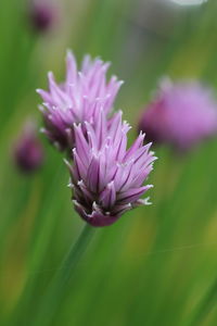 Close-up of purple flower blooming outdoors