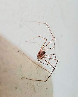 Close-up of spider on wall