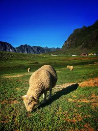 Sheep grazing in a field