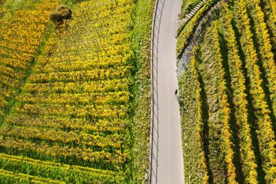 Scenic view of agricultural field