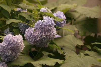 Close-up of hydrangea flowers