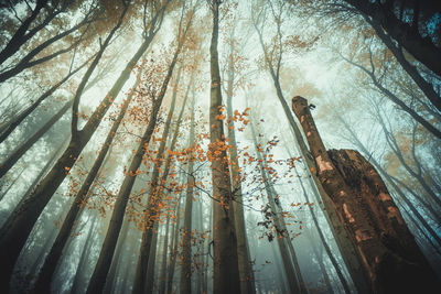 Withered leaves hanging on the branch in a foggy forest.