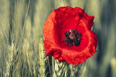 Close-up of red poppy flower