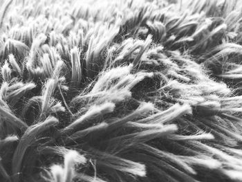 Full frame shot of grass on field