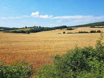 Scenic view of agricultural field against sky