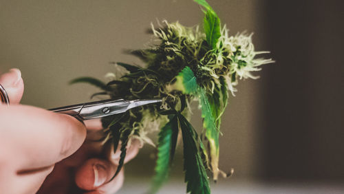 Cropped image of person holding cannabis plant at home