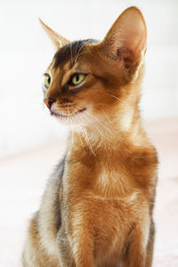 Close-up of abyssinian cat looking away