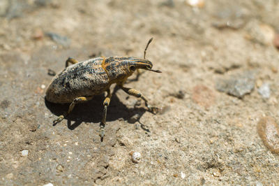 Close-up of insect on rock